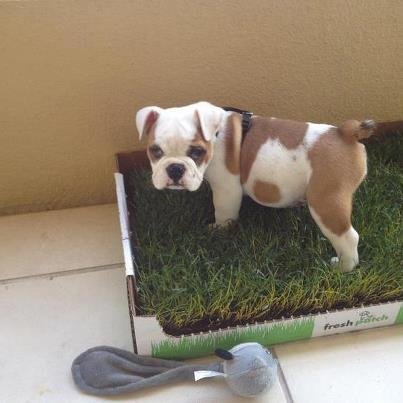 cachorro hierba