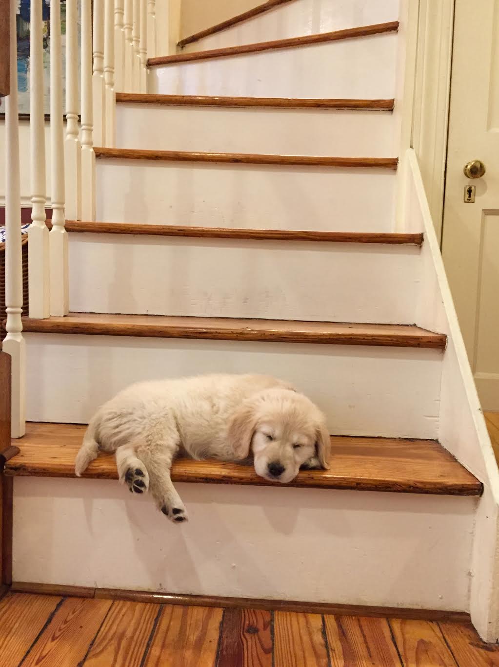 cachorro sin miedo a las escaleras