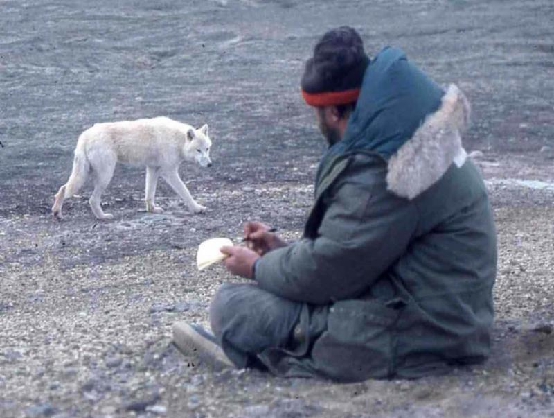 David Mech realizando estudios de campo del comportamiento del lobo ártico. Foto tomada de http://goo.gl/F53JFy