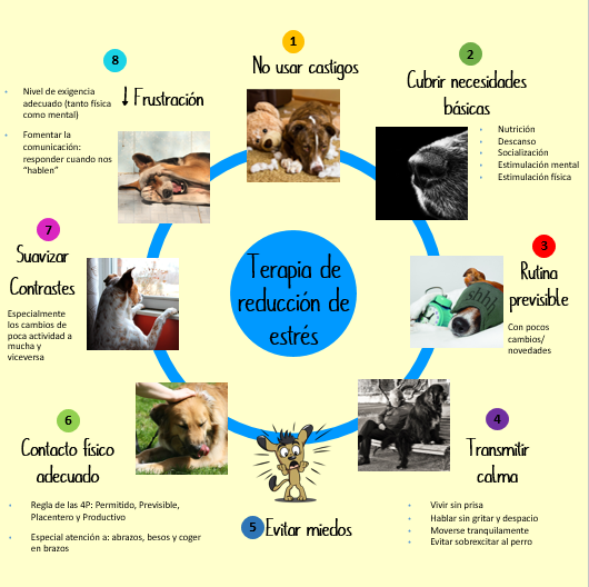 infografía reducción estrés canino